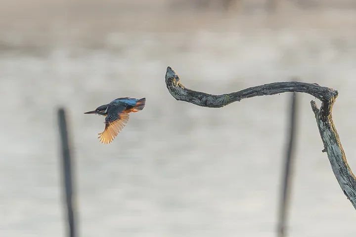 Le Martin P&ecirc;cheur - Reserve ornithologique du teich - Photo n°6