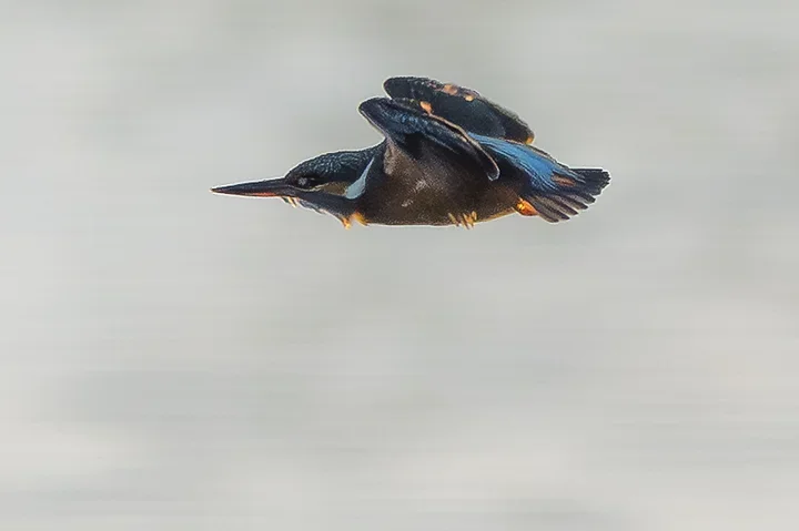 Le Martin P&ecirc;cheur - Reserve ornithologique du teich - Photo n°7