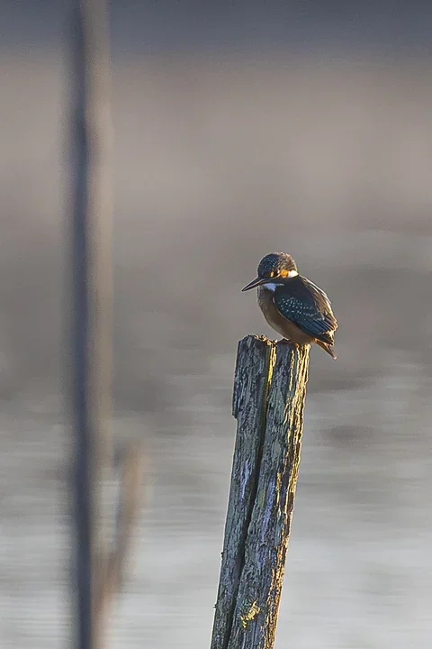 Le Martin P&ecirc;cheur - Reserve ornithologique du teich - Photo n°8