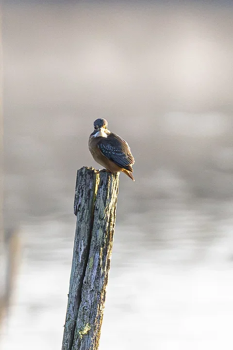 Le Martin P&ecirc;cheur - Reserve ornithologique du teich - Photo n°9