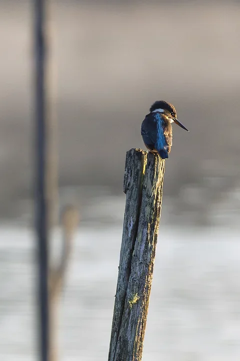 Le Martin P&ecirc;cheur - Reserve ornithologique du teich - Photo n°10