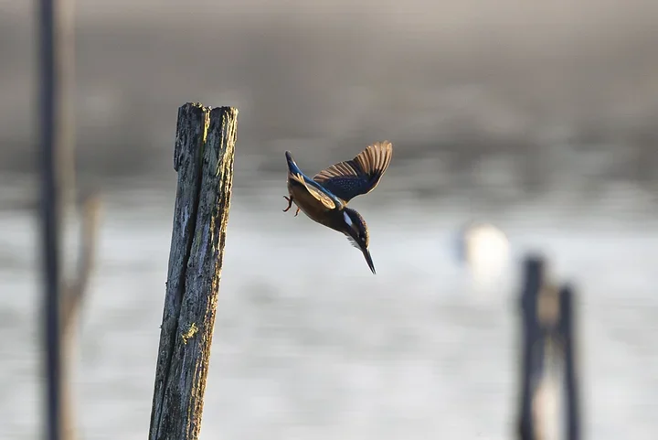 Le Martin P&ecirc;cheur - Reserve ornithologique du teich - Photo n°11