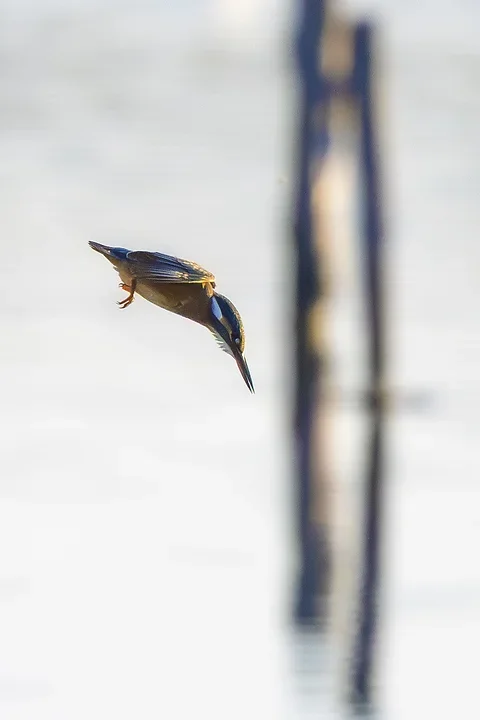Le Martin P&ecirc;cheur - Reserve ornithologique du teich - Photo n°12