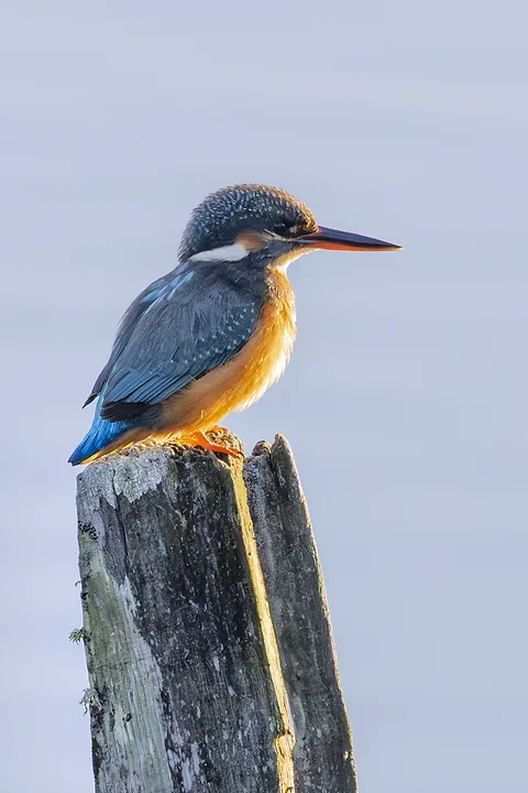 Le Martin P&ecirc;cheur - Reserve ornithologique du teich - Photo n°13