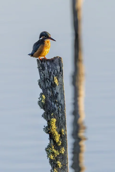Le Martin P&ecirc;cheur - Reserve ornithologique du teich - Photo n°14