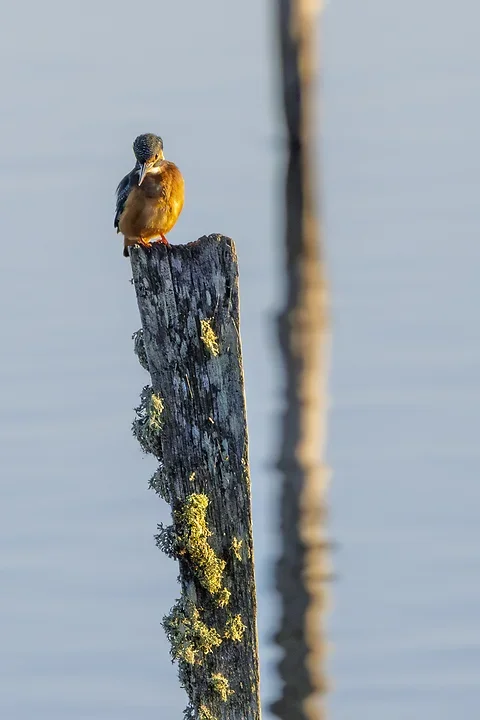 Le Martin P&ecirc;cheur - Reserve ornithologique du teich - Photo n°15