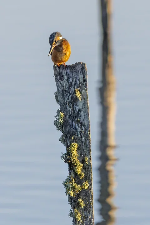Le Martin P&ecirc;cheur - Reserve ornithologique du teich - Photo n°16