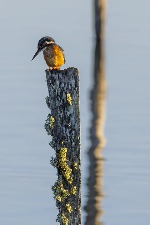 Le Martin P&ecirc;cheur - Reserve ornithologique du teich - Photo n°17