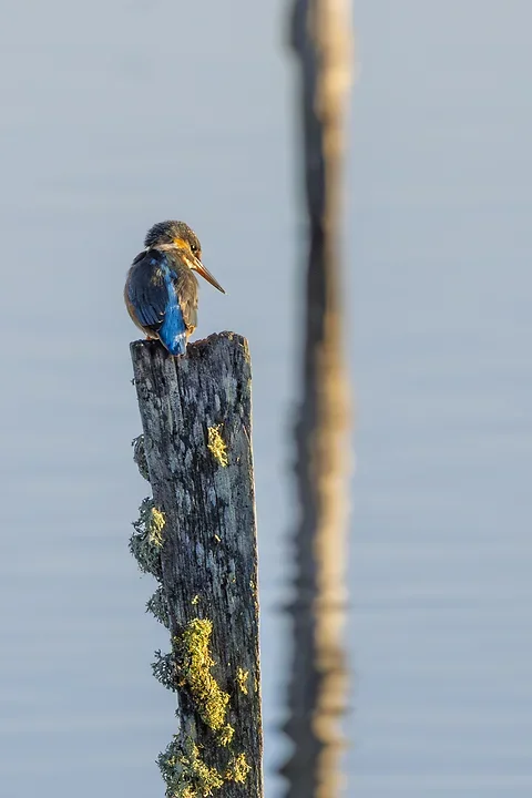 Le Martin P&ecirc;cheur - Reserve ornithologique du teich - Photo n°18