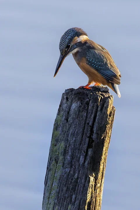 Le Martin P&ecirc;cheur - Reserve ornithologique du teich - Photo n°19
