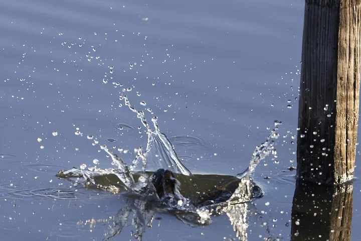 Le Martin P&ecirc;cheur - Reserve ornithologique du teich - Photo n°20