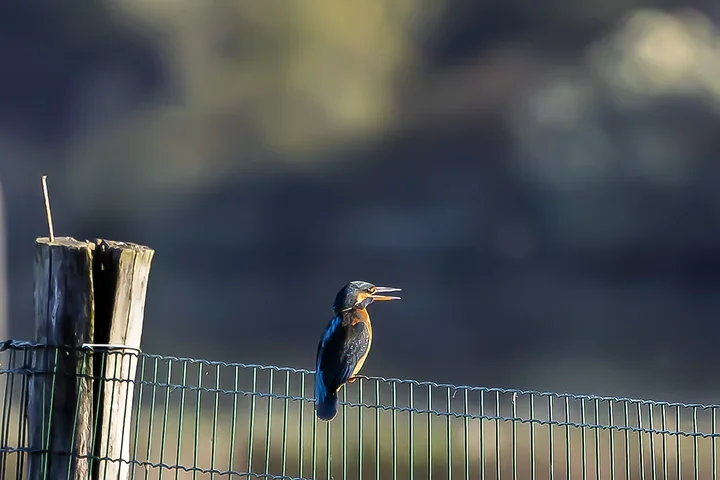 Le Martin P&ecirc;cheur - Reserve ornithologique du teich - Photo n°21