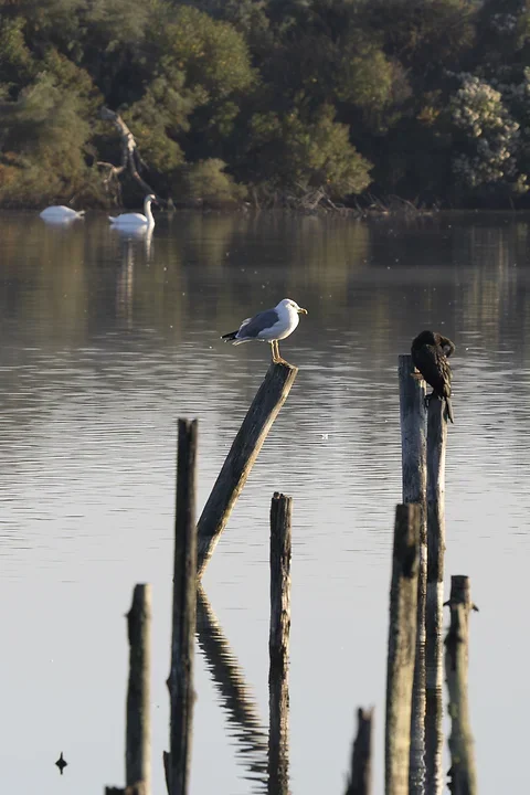 Les cormorans - Reserve du Teich - Photo n°1