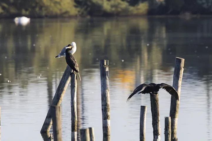 Les cormorans - Reserve du Teich - Photo n°2