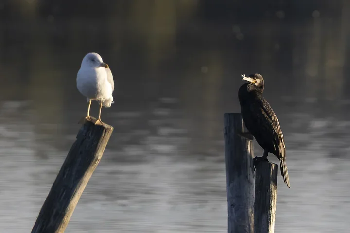 Les cormorans - Reserve du Teich - Photo n°3