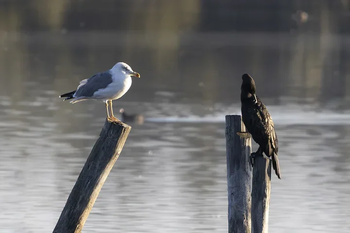 Les cormorans - Reserve du Teich - Photo n°4