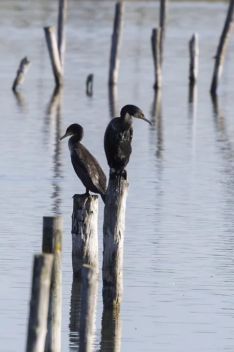 Les cormorans - Reserve du Teich - Photo n°5