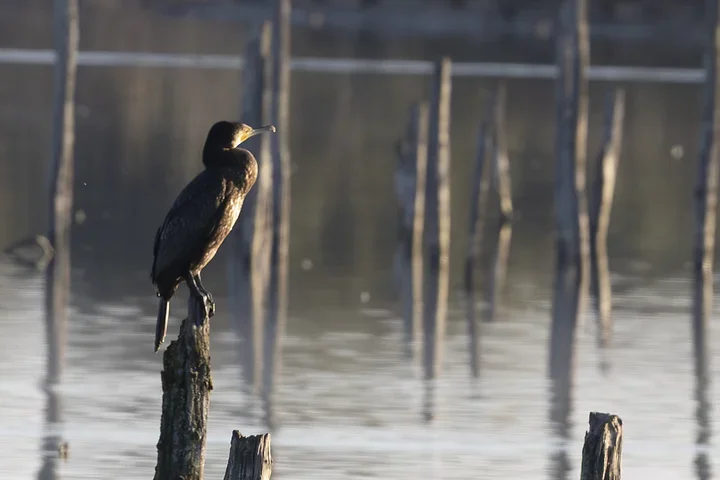Les cormorans - Reserve du Teich - Photo n°6