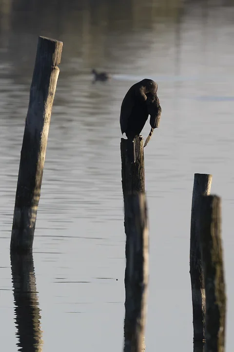Les cormorans - Reserve du Teich - Photo n°7