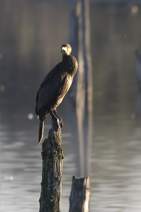 Les cormorans - Reserve du Teich - Photo n°8