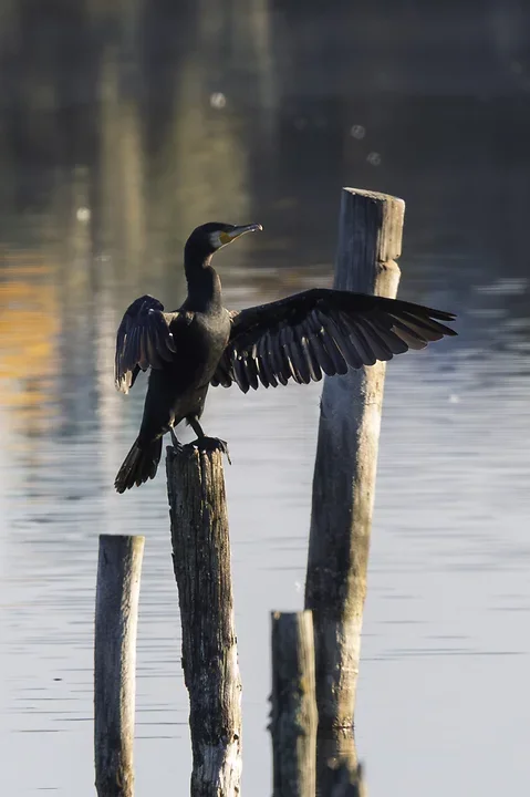 Les cormorans - Reserve du Teich - Photo n°9