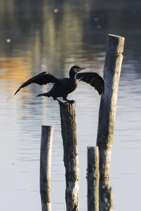 Les cormorans - Reserve du Teich - Photo n°10