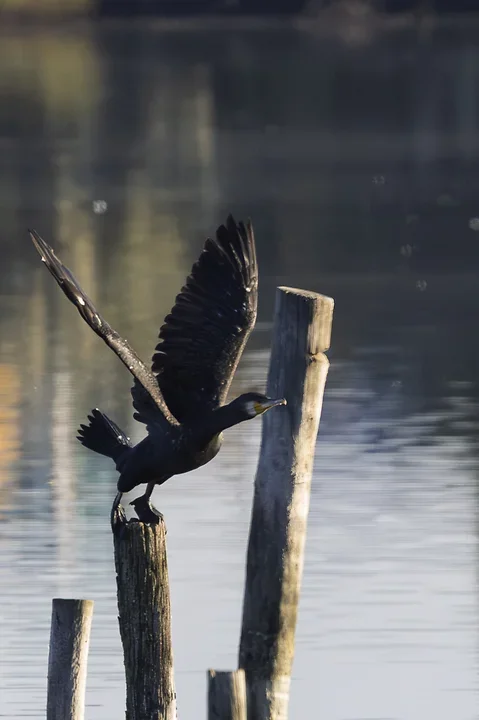 Les cormorans - Reserve du Teich - Photo n°11