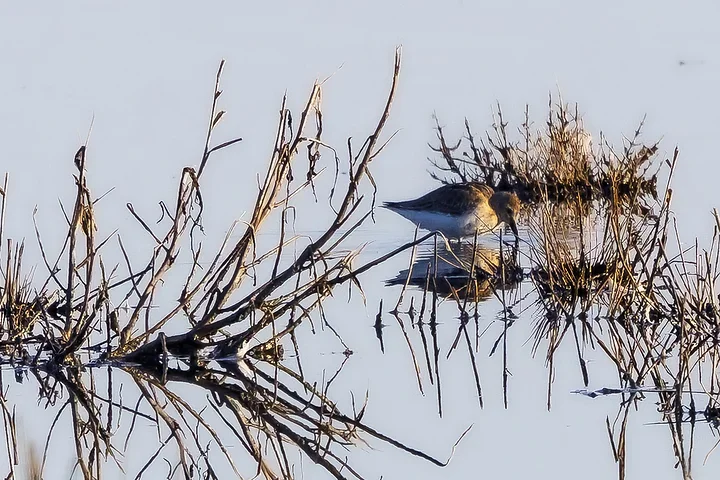 Arcachon - Reserve Ornithologique du Teich - Photo n°2