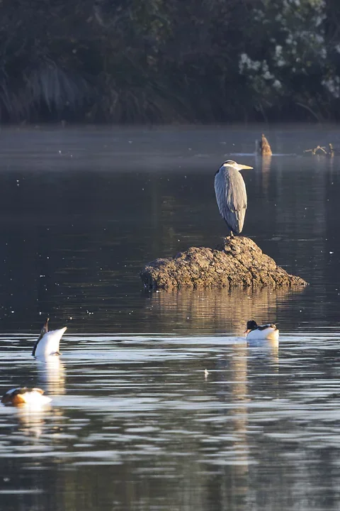 Arcachon - Reserve Ornithologique du Teich - Photo n°4