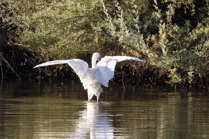 Arcachon - Reserve Ornithologique du Teich - Photo n°7