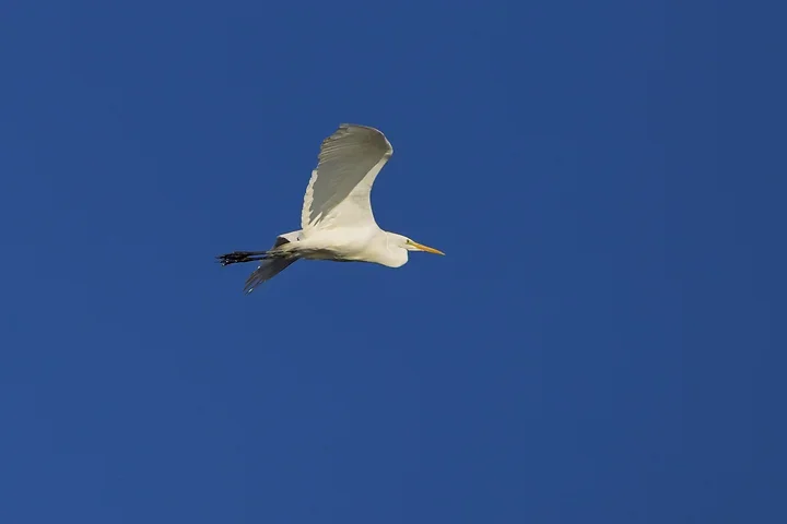 Arcachon - Reserve Ornithologique du Teich - Photo n°8