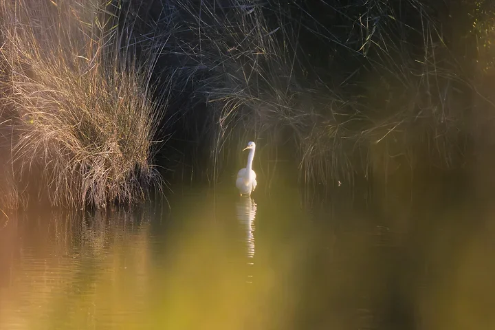 Arcachon - Reserve Ornithologique du Teich - Photo n°9