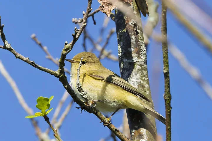 Arcachon - Reserve Ornithologique du Teich - Photo n°11
