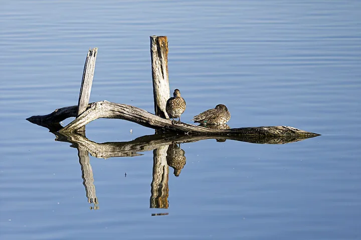 Arcachon - Reserve Ornithologique du Teich - Photo n°12