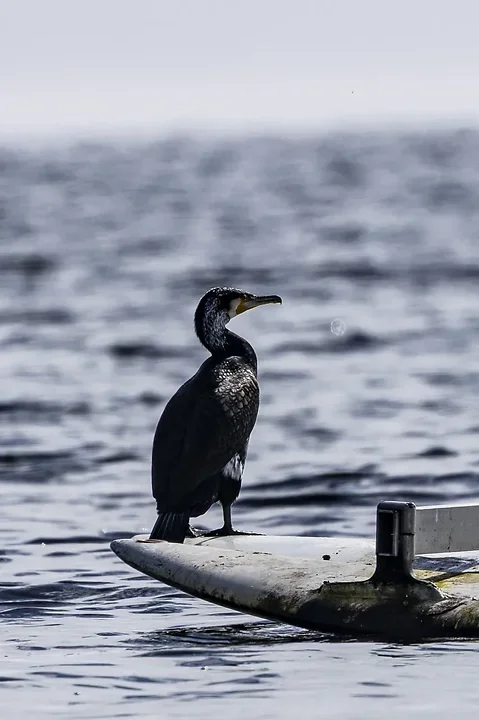 De Lacanau &agrave; Audenge - les oiseaux (en vrac) - Photo n°1