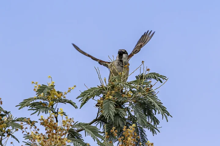 De Lacanau &agrave; Audenge - les oiseaux (en vrac) - Photo n°2