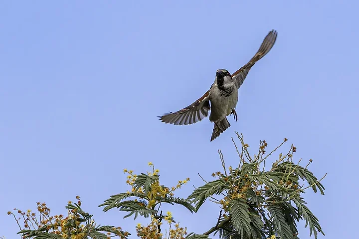 De Lacanau &agrave; Audenge - les oiseaux (en vrac) - Photo n°3