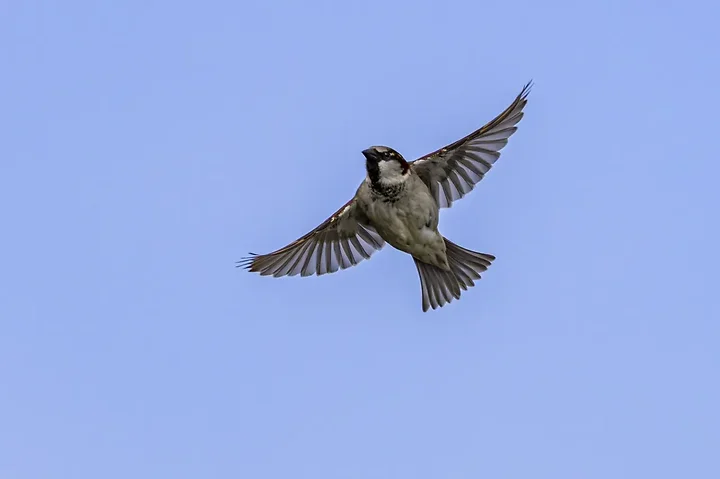 De Lacanau &agrave; Audenge - les oiseaux (en vrac) - Photo n°4