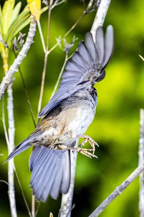 De Lacanau &agrave; Audenge - les oiseaux (en vrac) - Photo n°5