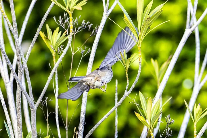 De Lacanau &agrave; Audenge - les oiseaux (en vrac) - Photo n°6