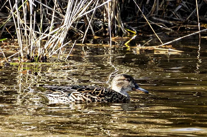 De Lacanau &agrave; Audenge - les oiseaux (en vrac) - Photo n°7