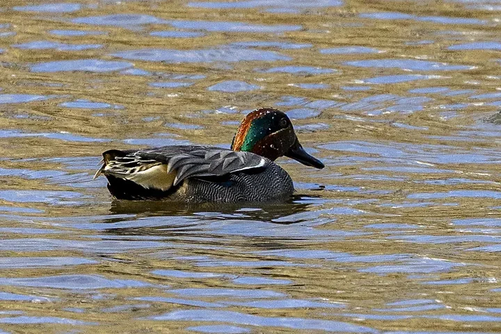 De Lacanau &agrave; Audenge - les oiseaux (en vrac) - Photo n°8