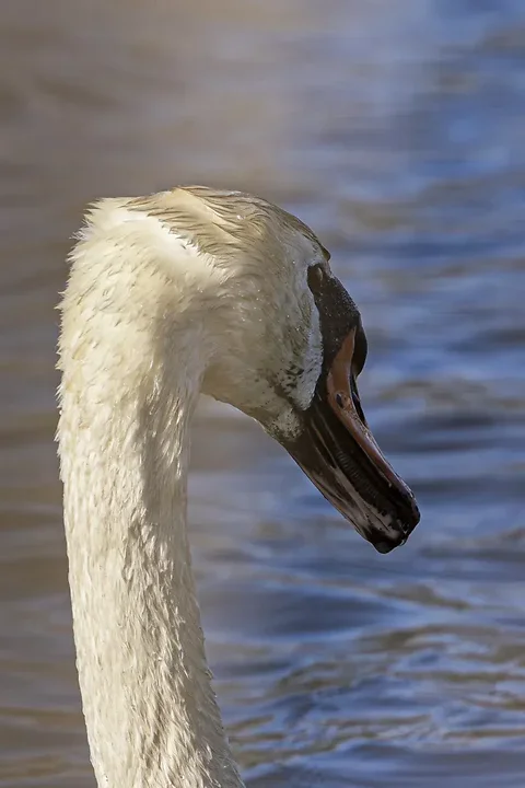 De Lacanau &agrave; Audenge - les oiseaux (en vrac) - Photo n°9