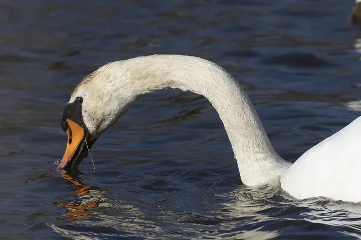 De Lacanau &agrave; Audenge - les oiseaux (en vrac) - Photo n°10