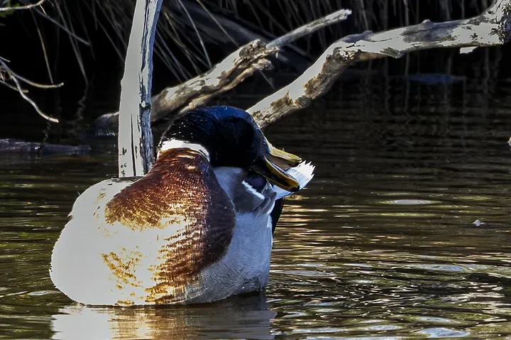 De Lacanau &agrave; Audenge - les oiseaux (en vrac) - Photo n°11