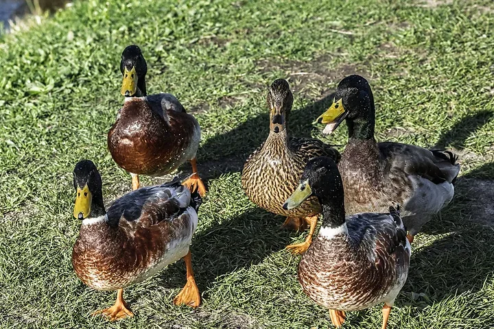 De Lacanau &agrave; Audenge - les oiseaux (en vrac) - Photo n°12