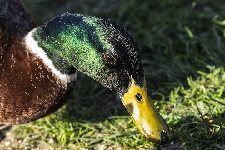De Lacanau &agrave; Audenge - les oiseaux (en vrac) - Photo n°13
