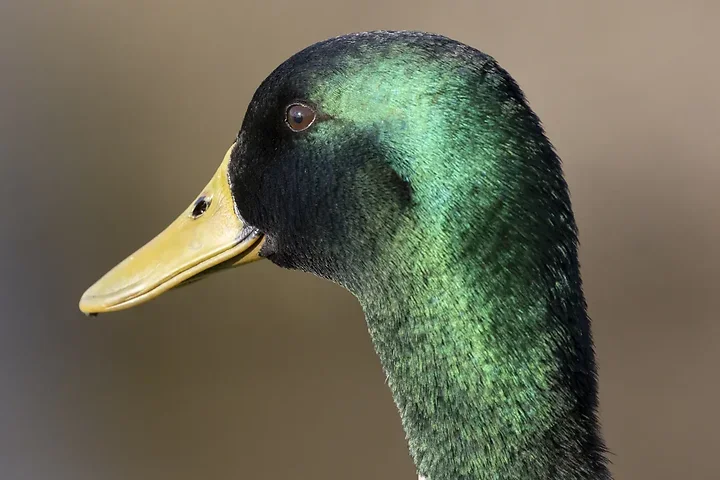 De Lacanau &agrave; Audenge - les oiseaux (en vrac) - Photo n°14