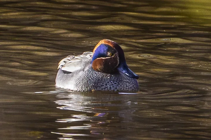 De Lacanau &agrave; Audenge - les oiseaux (en vrac) - Photo n°15
