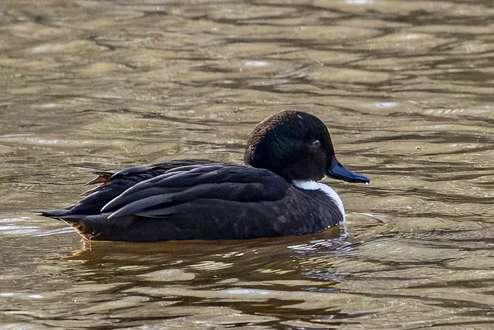 De Lacanau &agrave; Audenge - les oiseaux (en vrac) - Photo n°16